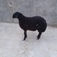 بره نرفروشی