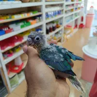 جوجه سرلاکی گرینچیک