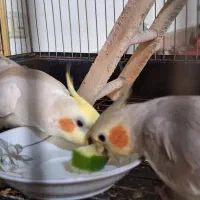 دوجفت نروماده ویک نر عروس هلندی