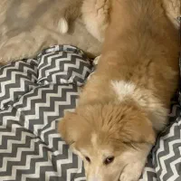 واگذاری سگ اکیتا