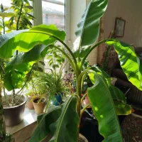 درختچه موز بردسیر