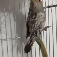 عروس هلندی|پرنده|شوش, |دیوار