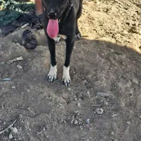 واگذاری سگ بومی|سگ|محلات, |دیوار