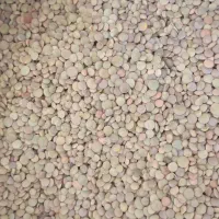عدس خوب زود پز منجاق شده
