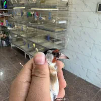 کلبه پرنده|پرنده|ساوه, |دیوار