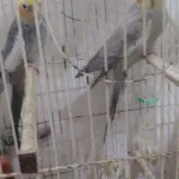 جفت عروس هلندی|پرنده|لوندویل, |دیوار