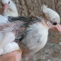 کلاغدم نسل کرباتی دانه ۲۰۰معاوضه پرنده قفسی وکفتر|پرنده|مشهد, سرافرازان|دیوار