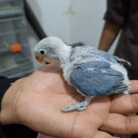 جوجه کوتوله رنگ خاص