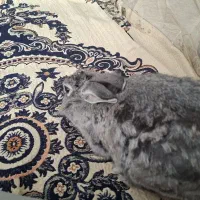 خرگوش اهلی لوپ