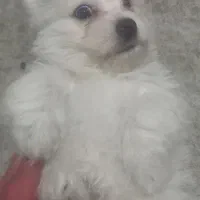 یک عدد سگ شیتزو