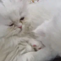 پرشین همالین