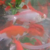 ماهی قرمز سه بند تا کف دست|ماهی|نسیم‌شهر, |دیوار