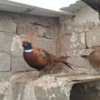 مرغ|حیوانات مزرعه|ارومیه, |دیوار