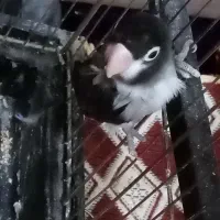 طوطی کوتوله نر