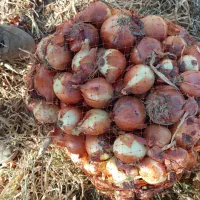 پیاز ترشی و خونگی