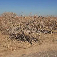 نیازمند کارگر کشاورزی و دامداری