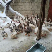 قازی خومالی