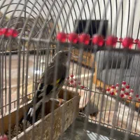 پرنده به همراه قفس