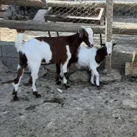 بز و بزغاله