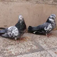 3 تا نوک ریز|پرنده|تهران, جمهوری|دیوار