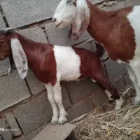 بز سه قلوزا با ی بچه نر