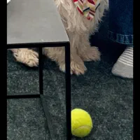 تریر گمشده|حیوانات|سبزوار, قصبه غربی|دیوار