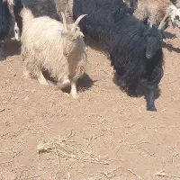 بز وکهره|حیوانات مزرعه|سمیرم, |دیوار