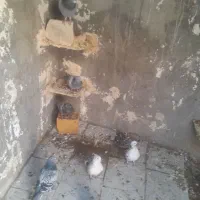 پرنده|پرنده|آبدانان, |دیوار