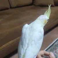 عروس هلندی جوجه دوماهه|پرنده|پرند, فاز ۱|دیوار