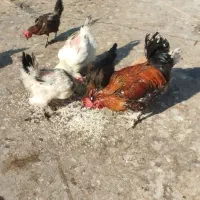 مرغ و خروس