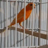 قناری ماده پرتقالی آماده