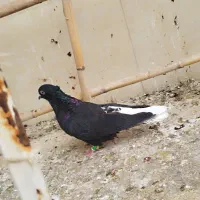 کبوتر زاغ دم‌سفید|پرنده|خان ببین, |دیوار