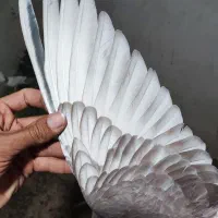 نر و ماده ساده کاکلی