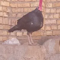 بوقلمون و اردک