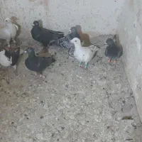 ۵تا کفتر بومب از شهرستان اوردم ماده۴جوجه۱|پرنده|مشهد, رده|دیوار