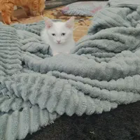 فروش گربه پرشین سفید چشم‌نیلی