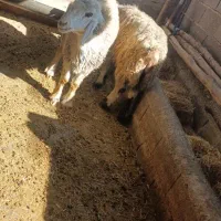 4 راس میش نژاد خوب آبستن|حیوانات مزرعه|دهدشت, |دیوار