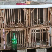 جفتگاه کبوترومرغ لاری|لوازم جانبی حیوانات|رشت, حومه رشت|دیوار