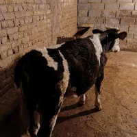 گوساله‌ماده