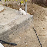 فروش یک عدد بچه گربه سفید|گربه|سمنان, |دیوار