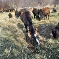 مادیان همراه با کره و آبستن،عکس اول برای ۳ماه قبله|اسب و تجهیزات اسبسواری|ترکمانچای, |دیوار