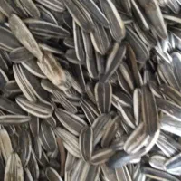 تخمه سنقری