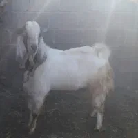 دوتا نری بزرگ