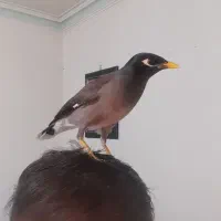 مرغ مینا|پرنده|تهران, راه آهن|دیوار