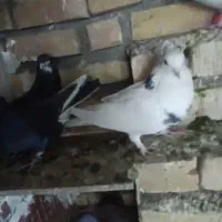 ماده پرشی|پرنده|تربت‌حیدریه, کلاته توکلی|دیوار