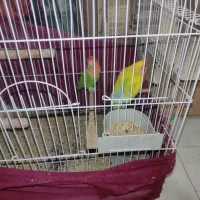 طوطی برزیلی به شرط|پرنده|الوند, |دیوار