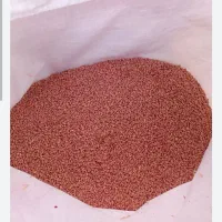 گندم پیشگام مادری