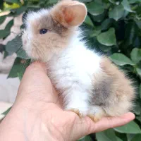 خرگوش لوپ اصیل اندازه کف دست ۳۵ روزه