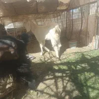 بز فروشی|حیوانات مزرعه|خاش, |دیوار