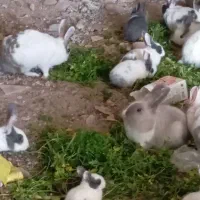 50عدد خرگوش|موش و خرگوش|مهاباد (آذربایجان غربی), |دیوار